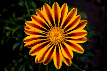 Yellow flower in macro close up photo