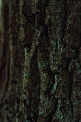 tree bark nature beauty forest outdoor photography