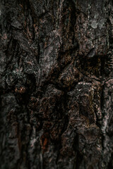 tree bark nature beauty forest outdoor photography