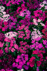 Pinky violet red flowers in macro photo
