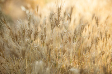 Spikelet, inflorescences in the field lit by the sun. Back light, selective soft focus, blurred background.