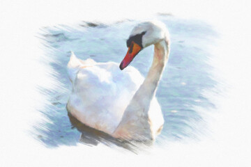 Digital oil painting canvas - portrait of a beautiful white swan in the water © WDnet Studio