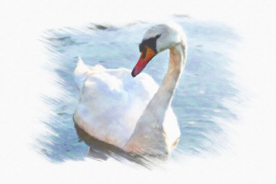 Digital oil painting canvas - portrait of a beautiful white swan in the water