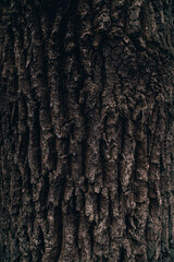 tree bark nature beauty forest outdoor photography