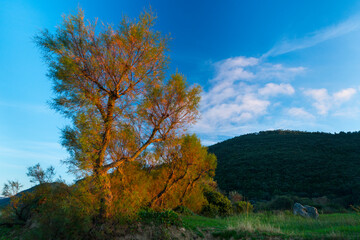 TAMARISK, SALT CEDAR - TARAY (Tamarix sp.), Trengandin beach, Noja, Marismas de Santoña, Noja y Joyel Natural Park, Cantabrian Sea, Cantabria, Spain, Europe