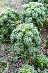 frosted kale cabbage in the garden