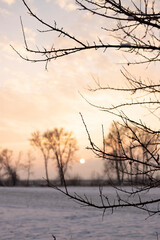 Winter landscape - frosty trees in snowy forest in the sunny evening. Tranquil winter nature in sunlight