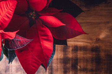 Christmas Poinsettia in ceramic pot. Christmas traditional red flower on wooden table