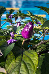 Obraz premium Amazing purple pepper and purple flowers