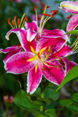 pink lily flower