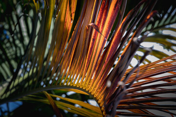 close up of palm tree drying