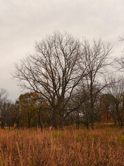 Tree in the field: A bare tree in late autumn with a forest of mostly bare trees in the background on a stormy and overcast day