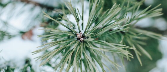 Pine branches are covered with snow. Christmas, winter, New Year, nature banner. Selective focus.	