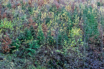 Autumn deciduous forest, Big Fatra mountains, Slovakia