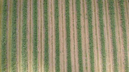 camera is flying over sown fields in Tuscany region in Italy in spring morning, shadows from clouds are moving