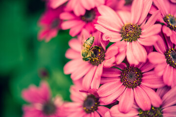 Bee in beautiful pink flower