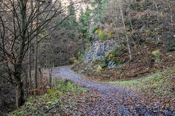 Footpath in coniferous forest, Big Fatra mountains, Slovakia