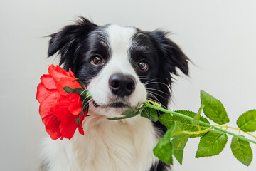 St. Valentine's Day concept. Funny portrait cute puppy dog border collie holding red rose flower in mouth isolated on white background. Lovely dog in love on valentines day gives gift.