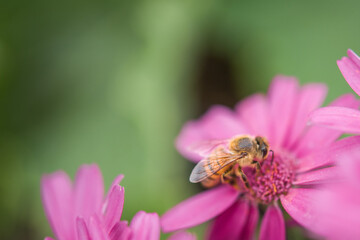 Bee in beautiful pink flower