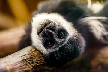 The mantled guereza (Colobus guereza), also known simply as the guereza, a type of Old World monkey.