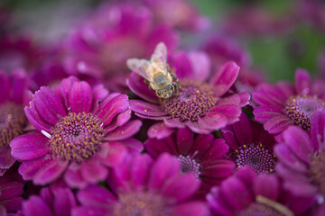Bee in beautiful pink flower