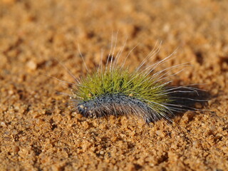 Caterpillar (Thaumetopoea herculeana)