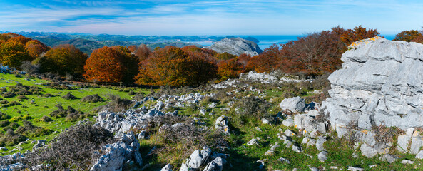 Naklejka na ściany i meble Beech forest in autumn at Cerredo Mountain, Cantabrian Sea, MONTAÑA ORIENTAL COSTERA MOC, Castro Urdiales, Cantabria, Spain, Europe