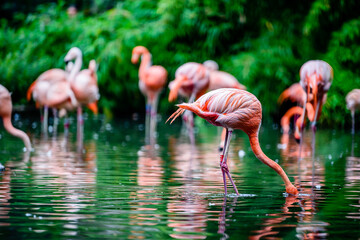 The greater flamingo (Phoenicopterus roseus) is the most widespread and largest species of the flamingo family. © Ondrej Bucek