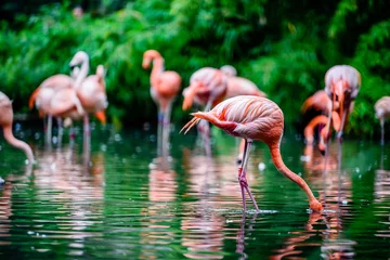 Gardinen The greater flamingo (Phoenicopterus roseus) is the most widespread and largest species of the flamingo family. © Ondrej Bucek