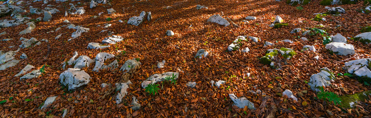 Beech forest in autumn at Cerredo Mountain, Cantabrian Sea, MONTAÑA ORIENTAL COSTERA MOC, Castro Urdiales, Cantabria, Spain, Europe