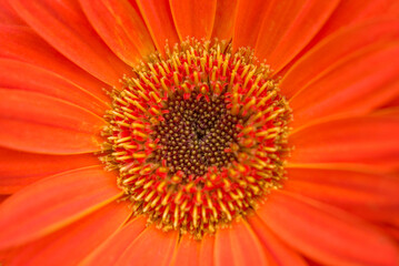 Orange flower in close up macro photo