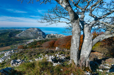 Beech forest in autumn at Cerredo Mountain, Cantabrian Sea, MONTAÑA ORIENTAL COSTERA MOC, Castro...