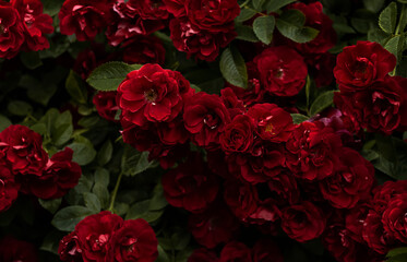 bunch of roses on black