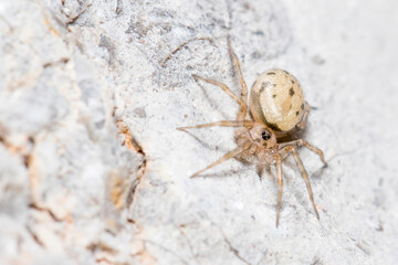 Oecobius sp. spider posed on a rock under the sun