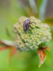 A ladybug larvae standing on a flower