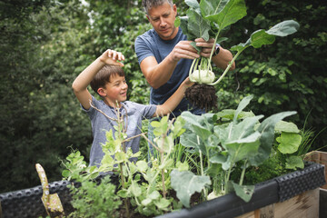 Smiling boy looking at father holding harvested kohlrabi from raised bed in garden