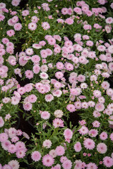 Fototapeta premium Pinky violet red flowers in macro photo