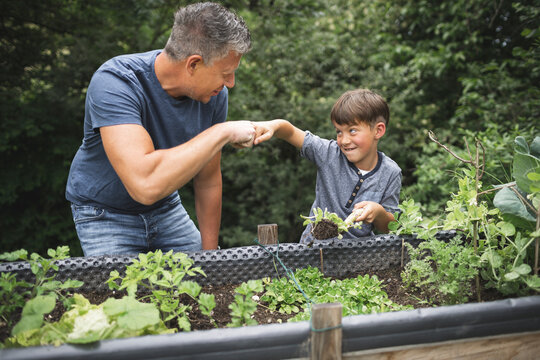 Happy boy giving fist bump to father while holding plant with trowel by raised bed in garden