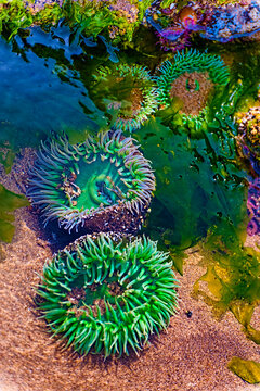 Anemone's In Tide Pool Water