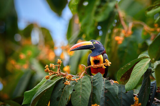 Fiery-billed aracari, Pteroglossus frantzii, toucan among green leaves and orange fruits. Large red-black bill, black, yellow and red plumage. Typical for Pacific slopes of southern Costa Rica