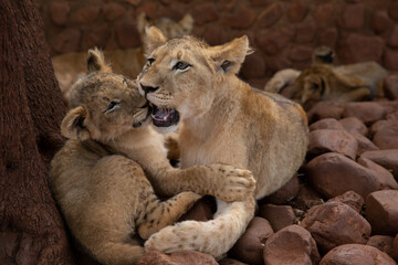Lion cubs playing with each other