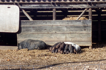 Small pig and wild boar on a farm
