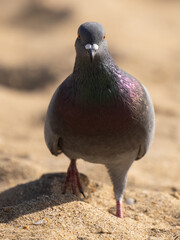 pigeon on the beach