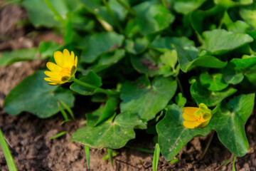 Yellow buttercups on the meadow