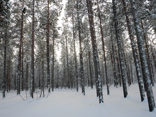 Ivalo forest in Finland