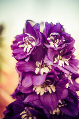 Pinky violet red flowers in macro photo