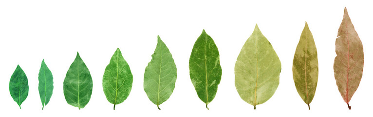 Obraz premium Bay leaf isolated on the white background