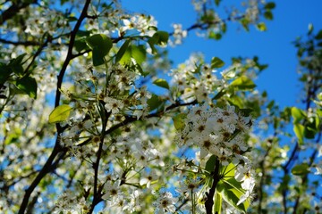 blossoming pear tree in spring, apple tree, cherry tree