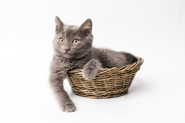 Fototapeta na wymiar little gray kitten sits in a basket. White background