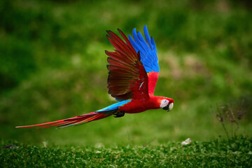 Flying ara parrot, isolated on blurred green background. Bright red and blue south american parrot,...
